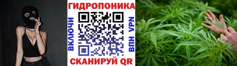 Бошки Шишки конопля  Кедровый 